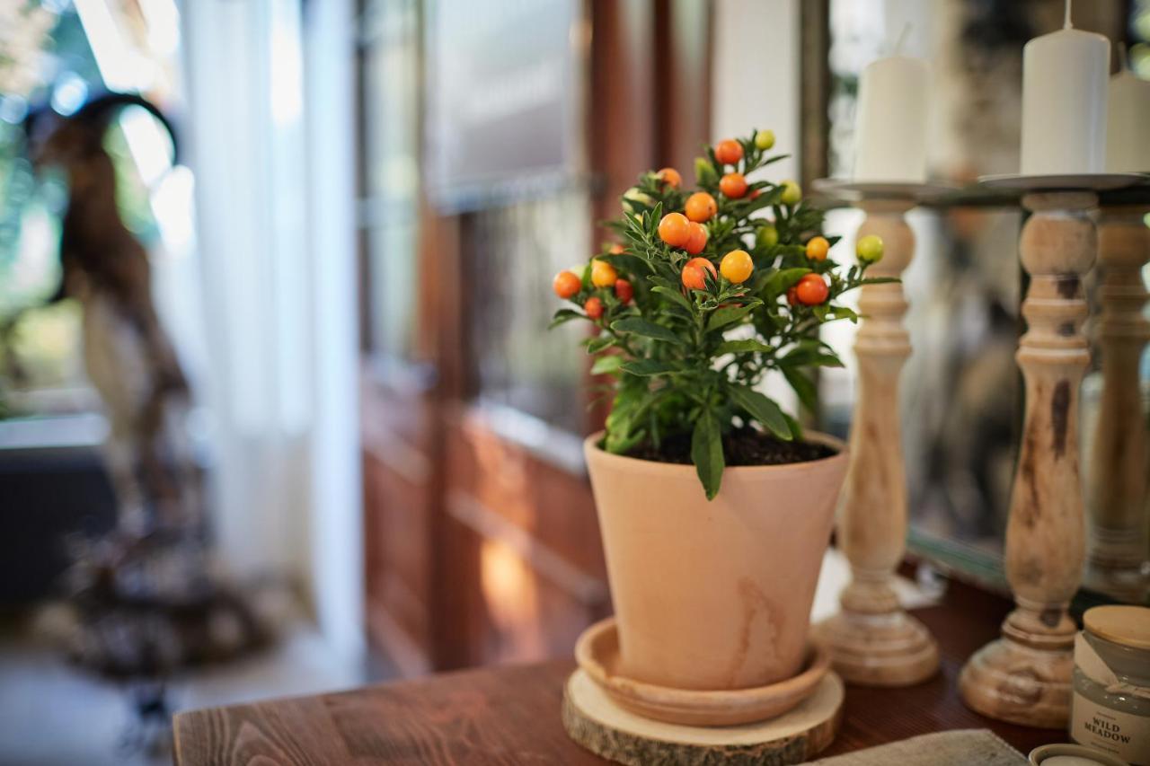 Tercia Hubertus Panzio Bed & Breakfast Sopron Eksteriør bilde